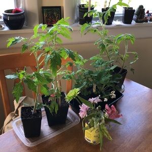 Meet your Posher, Izzy